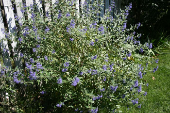 Caryopteris bush